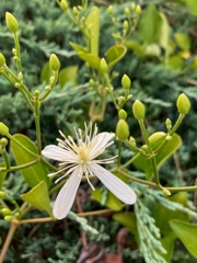 センニンソウ（仙人草）