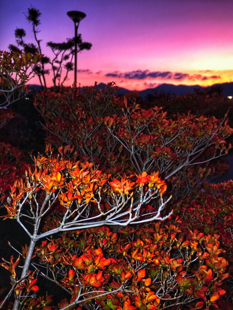 朝焼けと灯台躑躅