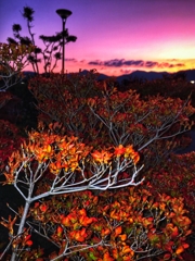朝焼けと灯台躑躅