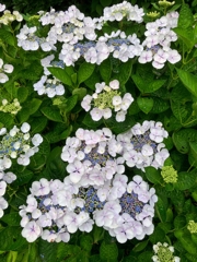 最盛期の紫陽花.2