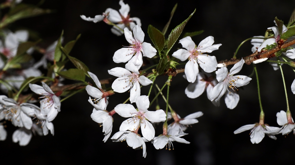 夜桜