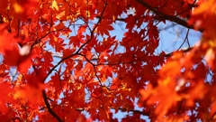 今年の撮り納めかな.1