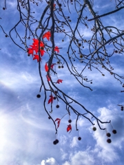 残りあと僅か！