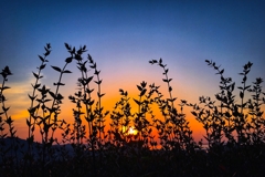 ツクバネウツギのシルエット