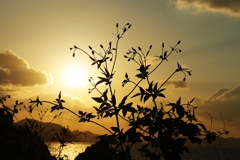 雑草のシルエット