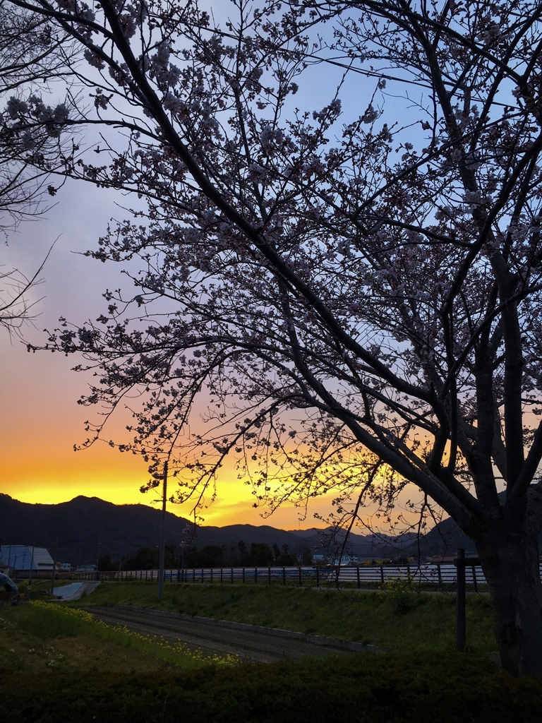 桜と朝焼け