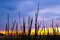 雑草のシルエット