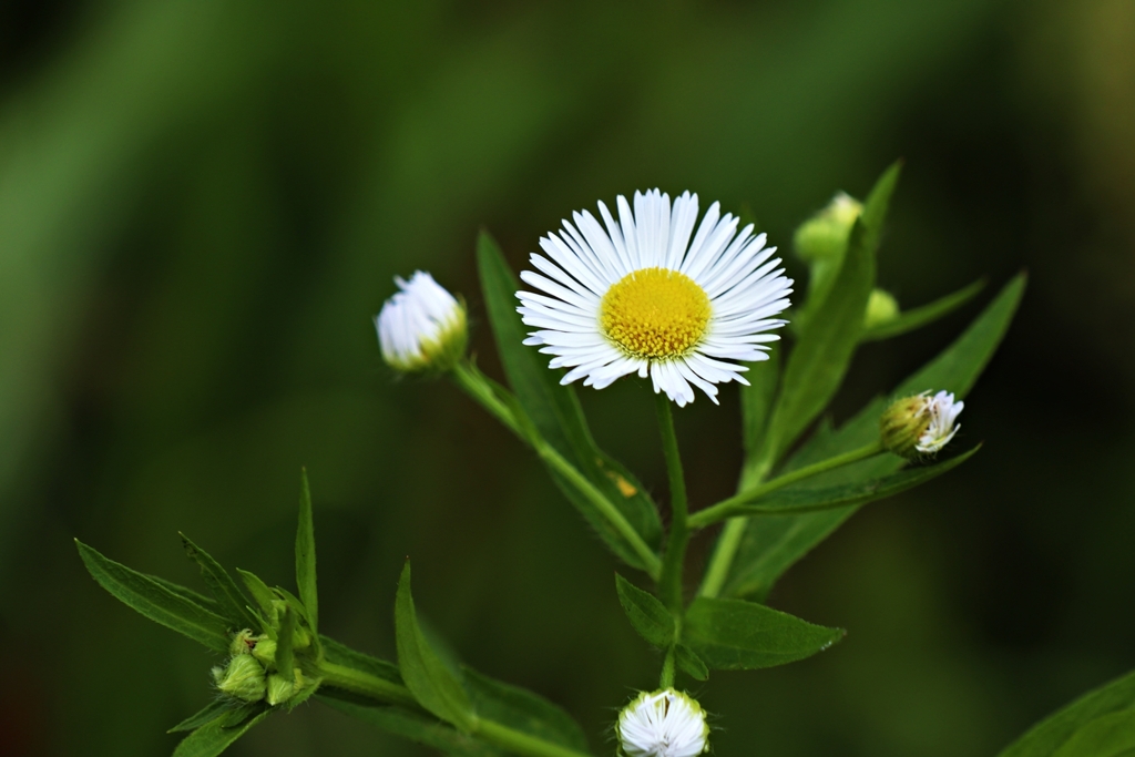 eastern daisy