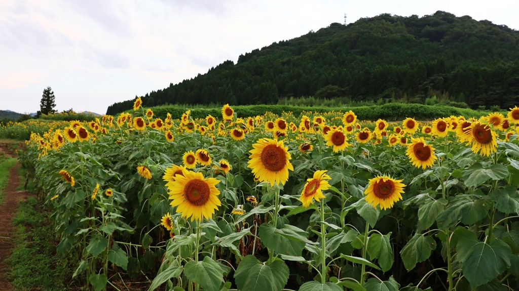 むつみ地区ひまわりロードの今