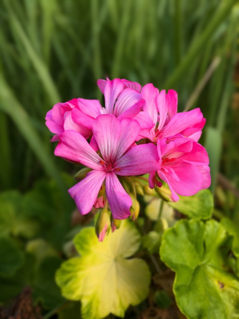 フィッシュゼラニウム