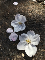 Bloomed on asphalt