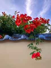 ノウゼンカズラ