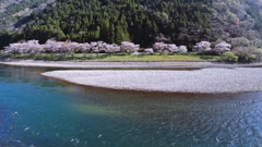 川上の桜