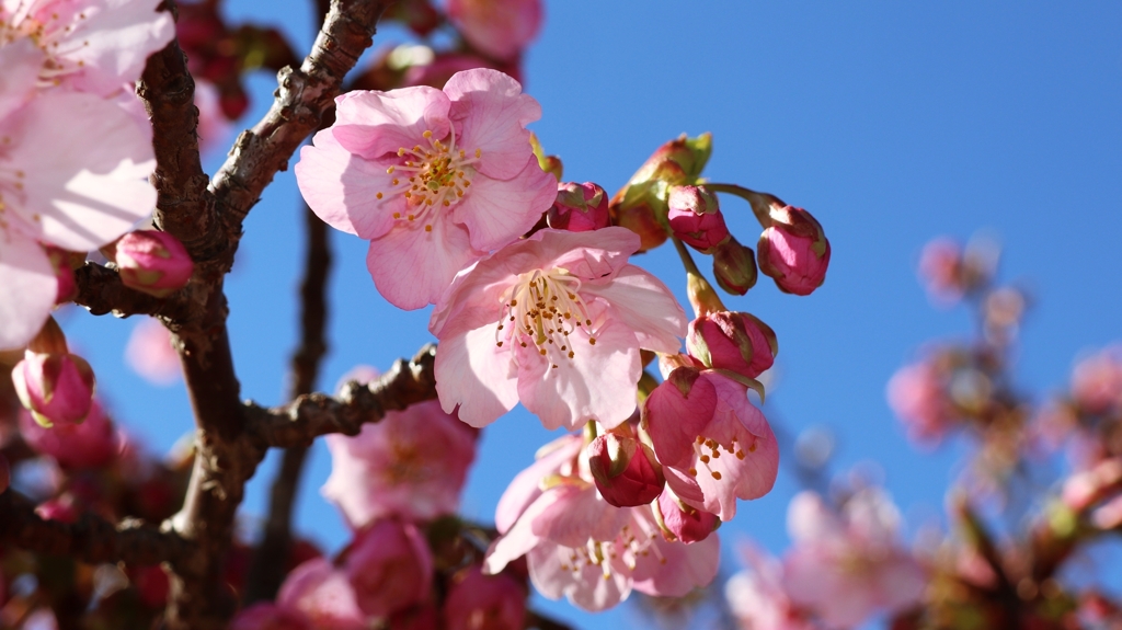 休日の河津桜.1