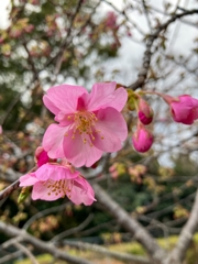 河津桜
