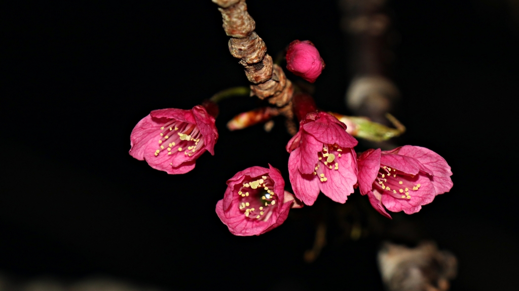 緋寒桜