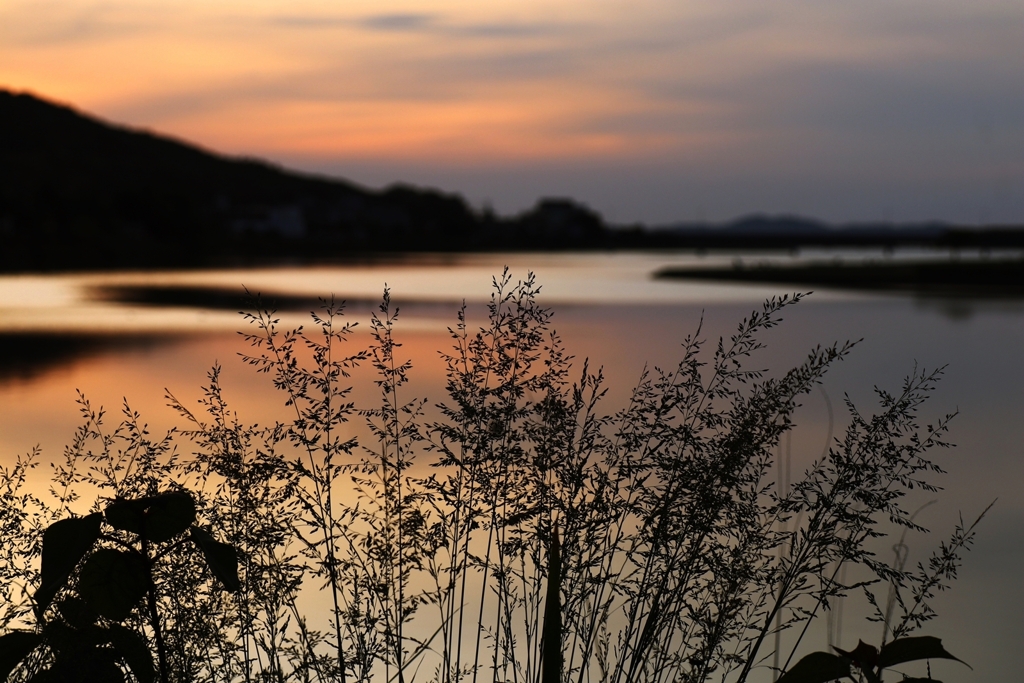 From the shade of grass