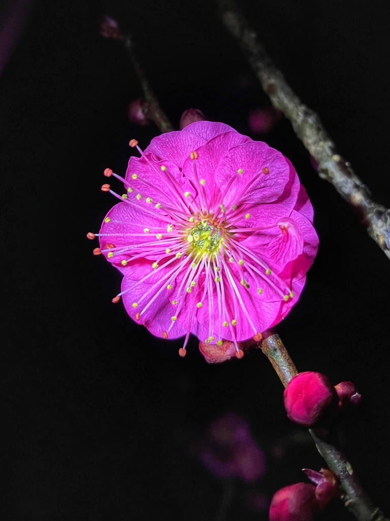 梅林公園に行ってみた.2