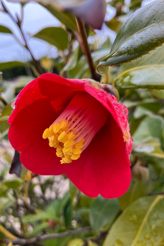 深紅の椿