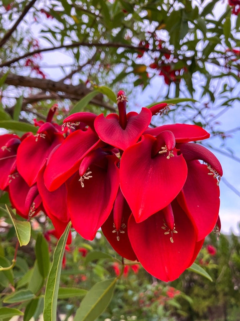 意外なところで咲いていたアメリカデイゴ