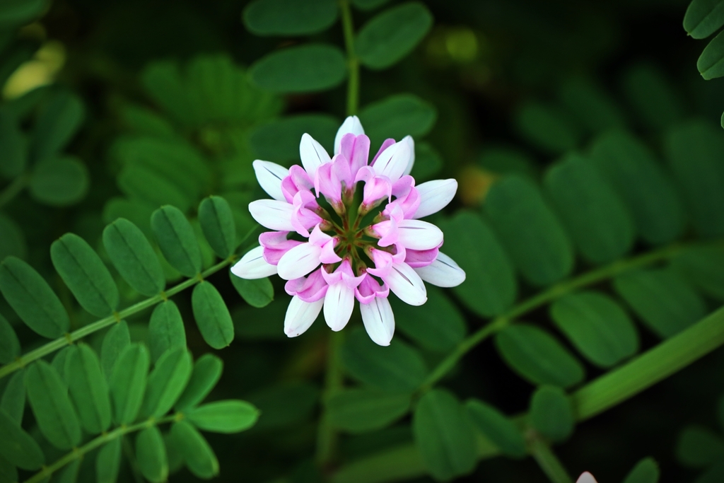 タマザキクサフジ（玉咲草藤）