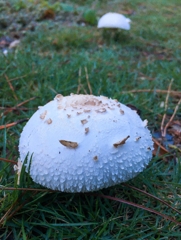 ふてくされボーイ