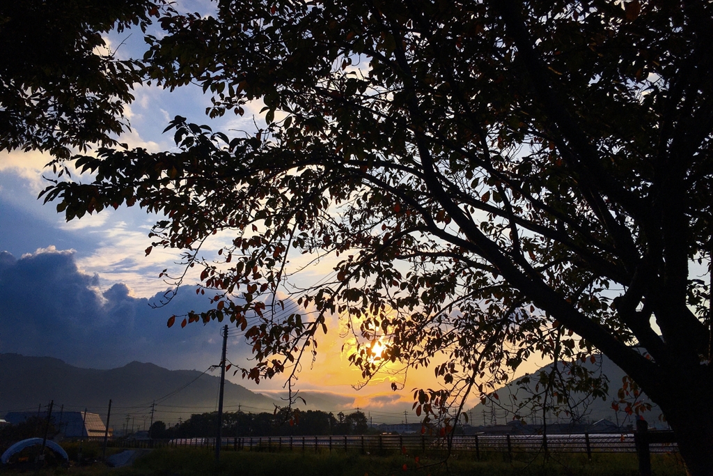 桜のシルエット