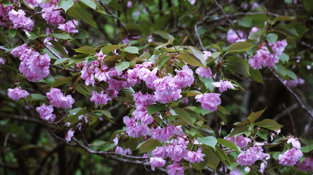 牡丹桜