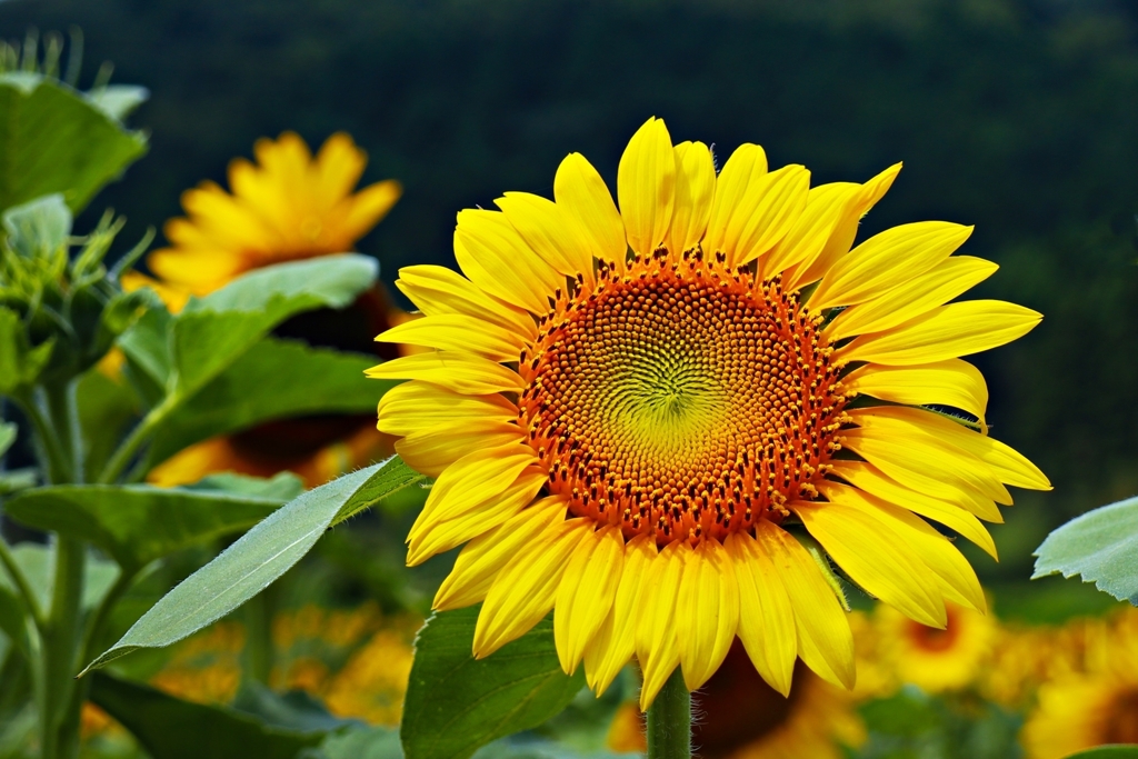 ♪ さよなら夏の日