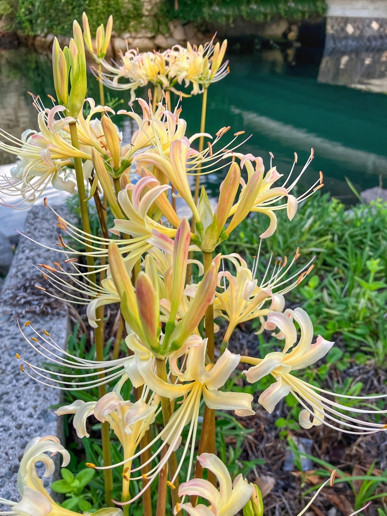 運河沿いの花壇にて