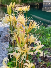 運河沿いの花壇にて