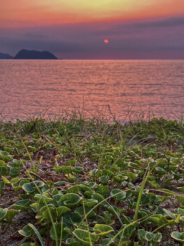 ハマヒルガオと夕陽