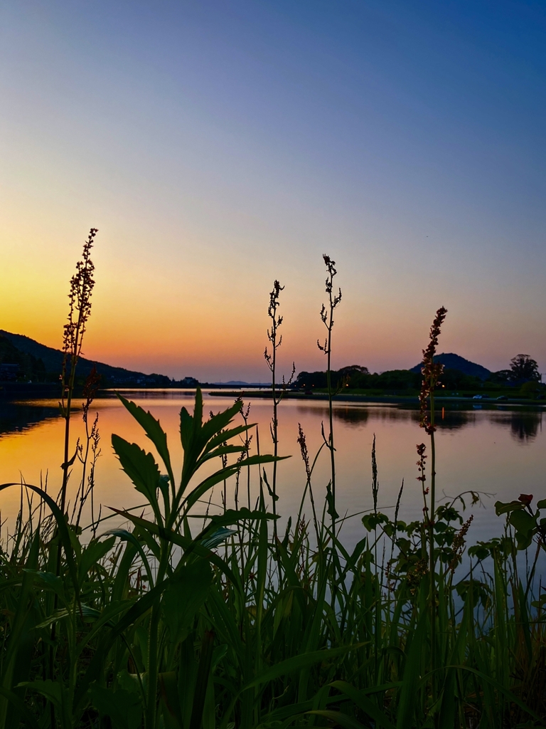 雑草越しの夕景