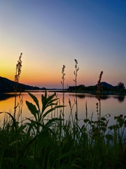 雑草越しの夕景