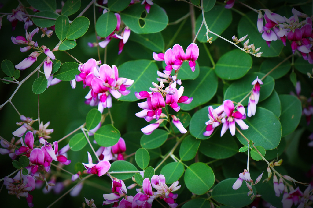 最盛期を過ぎて