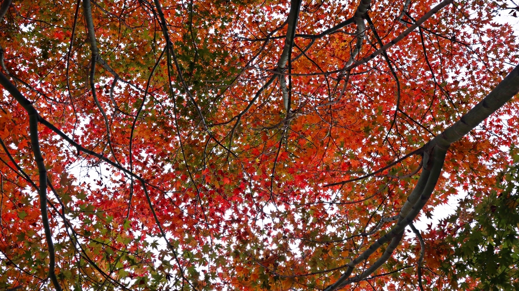 空を覆う紅葉