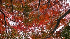 空を覆う紅葉