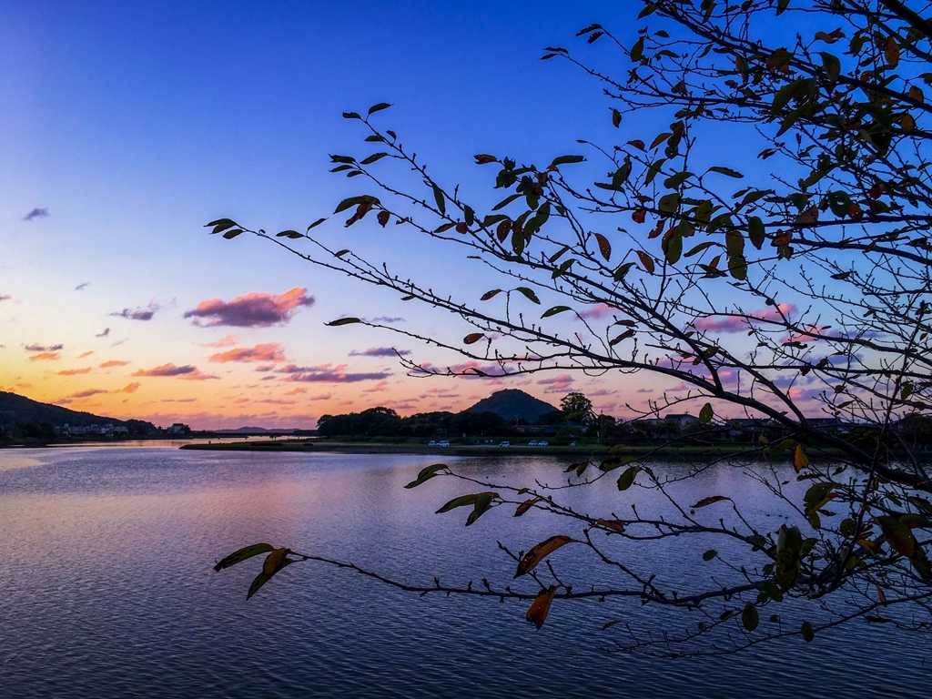 桜の枝と夕景