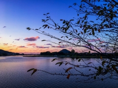 桜の枝と夕景