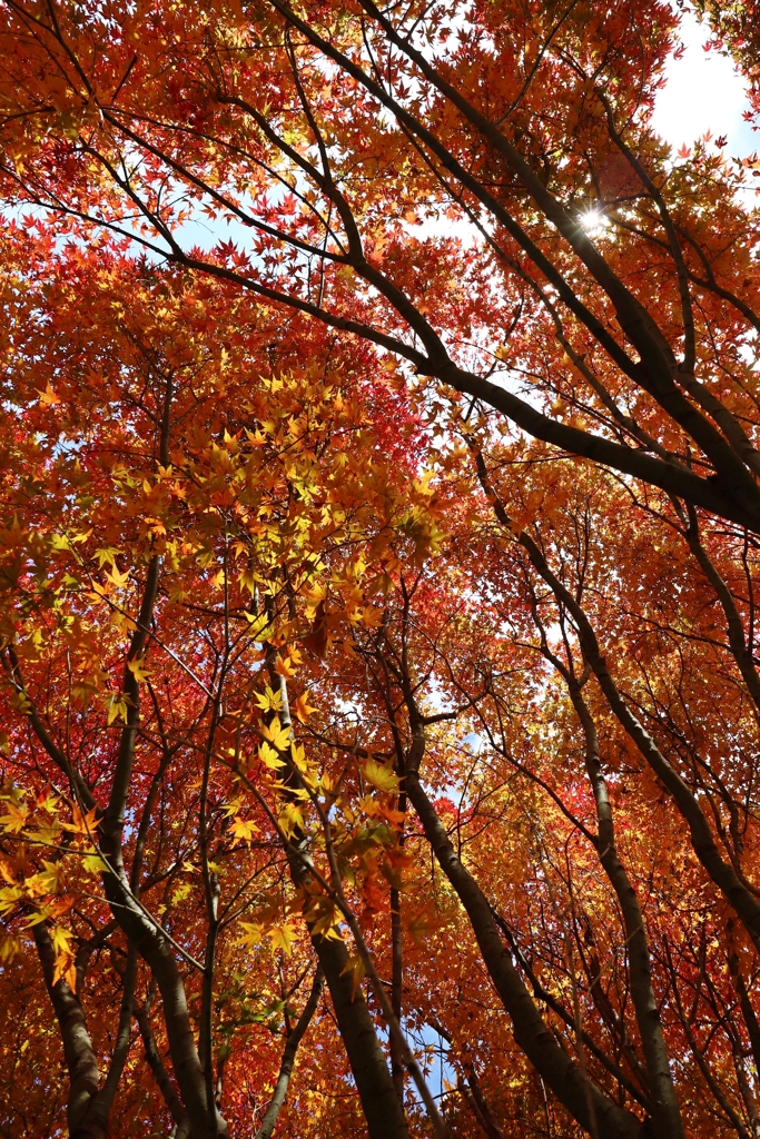 今年の撮り納めかな.2
