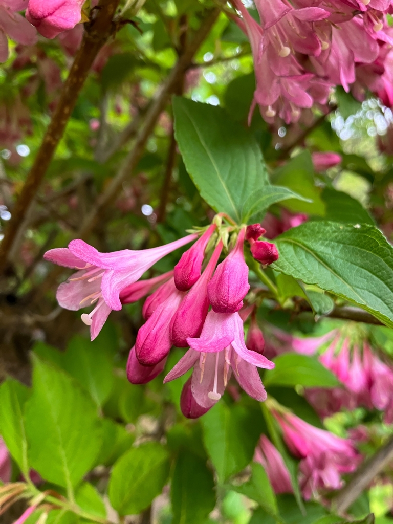 オオベニウツギ