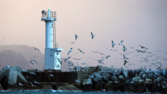 ヒッチコックだ！