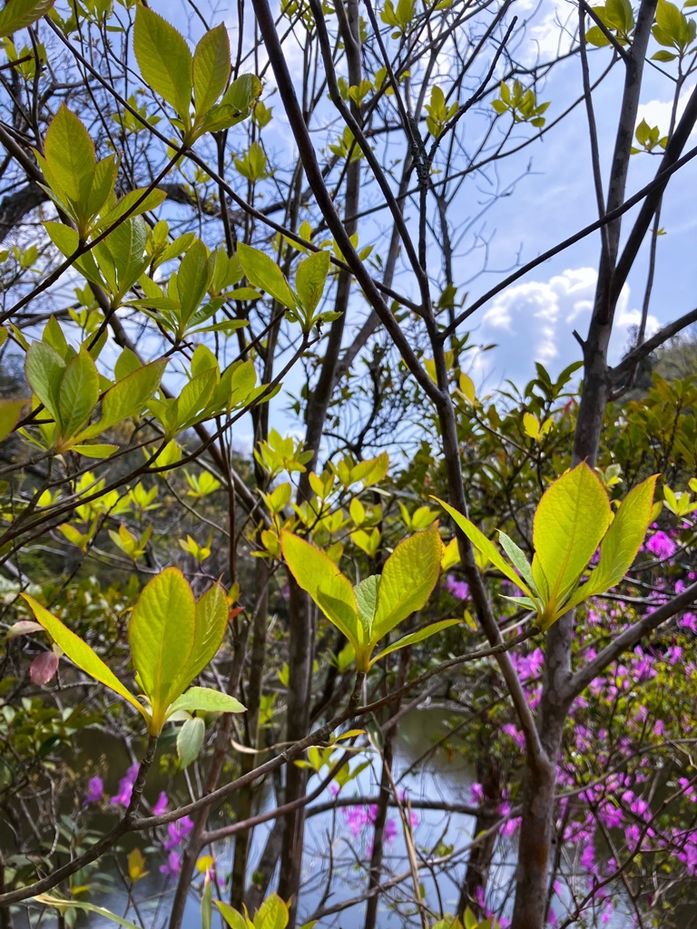 リョウブの若葉