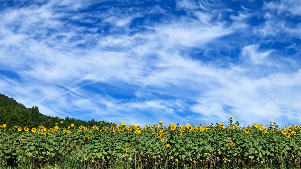 休日にひまわり畑に行ってみた.1