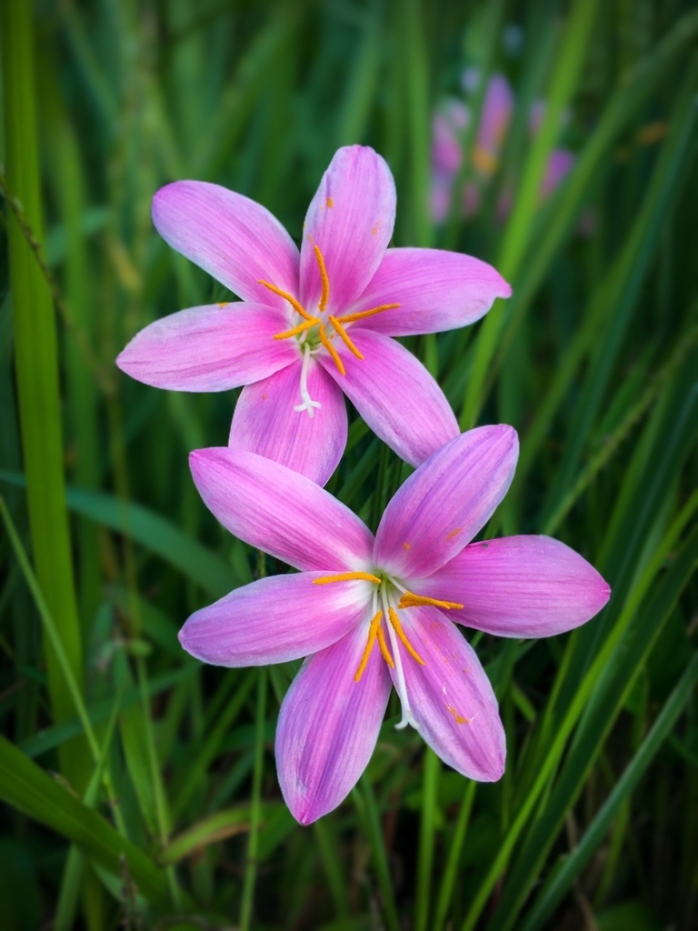 サフランモドキ