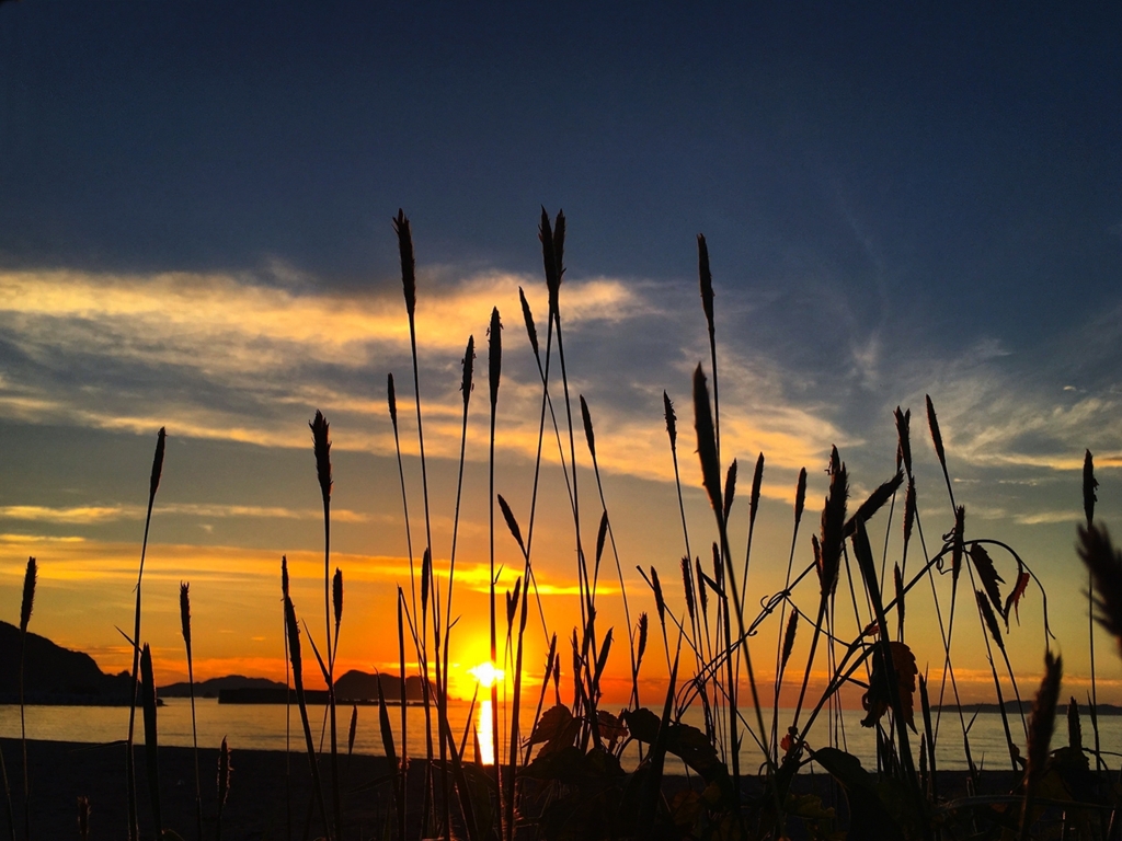 ケカモノハシのシルエット