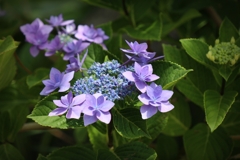 Hydrangea.1