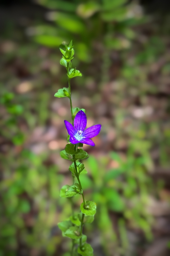やっと咲いたキキョウソウ