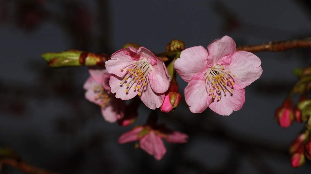 夜桜