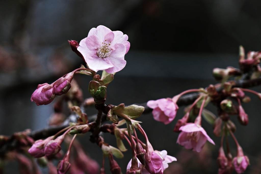 色を抑えた現像